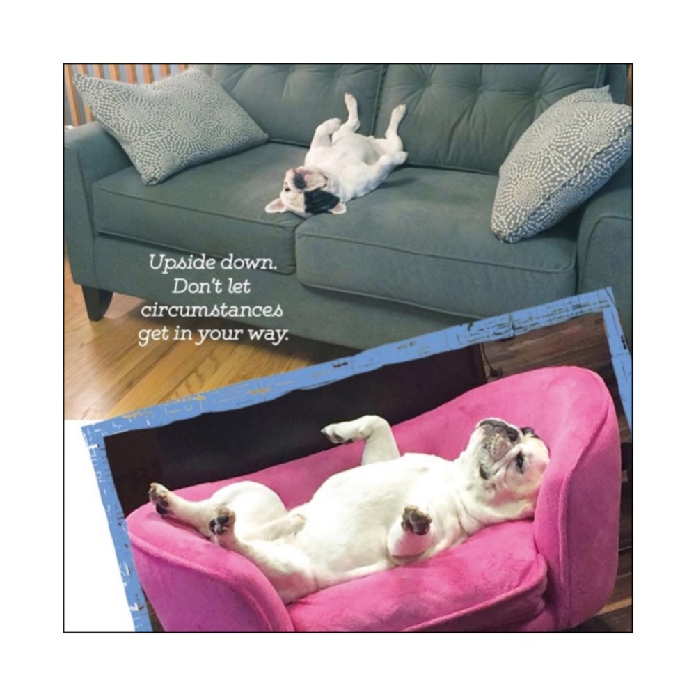 🆕 Manny the Frenchie’s Art of Happiness Book - Picture 8 of 9
